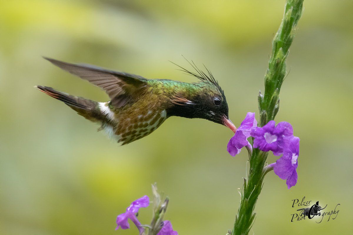 Schwarzschopfelfe (Lophornis helenae)