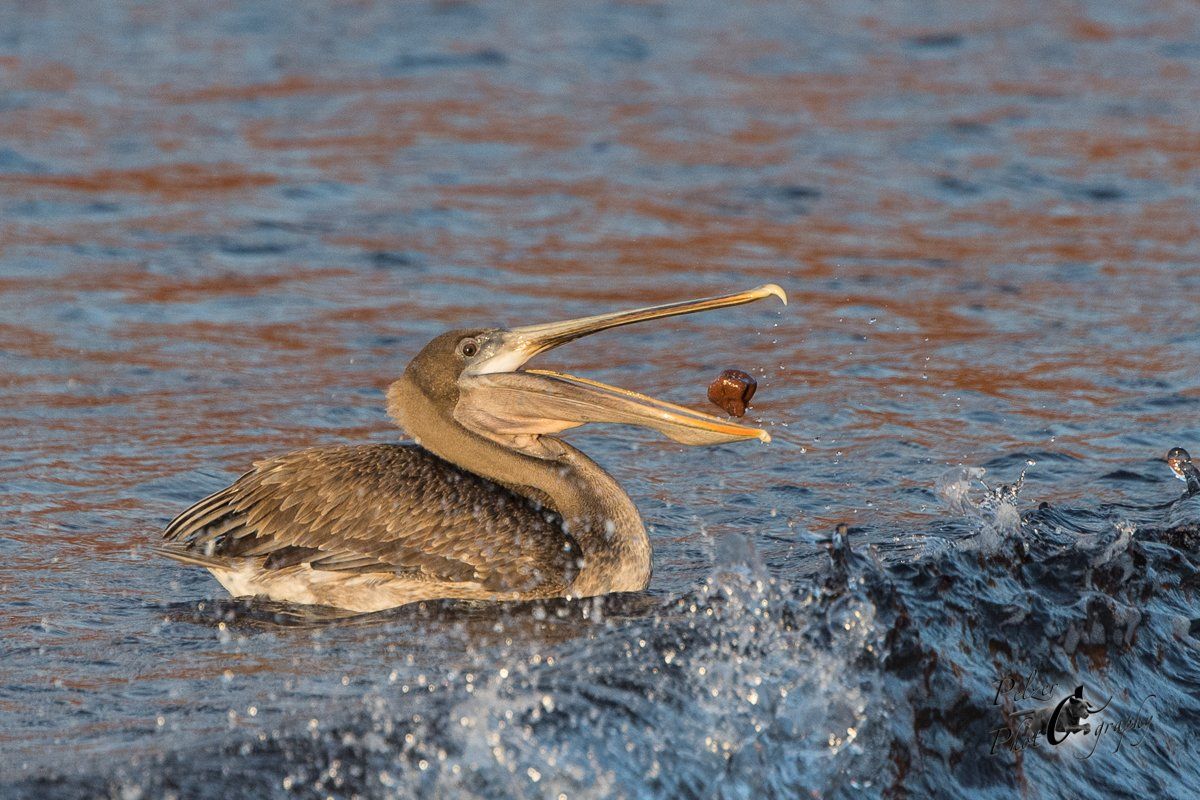 110 Brauner Galápagos-Pelikan (Pelecanus occidentalis urinator)