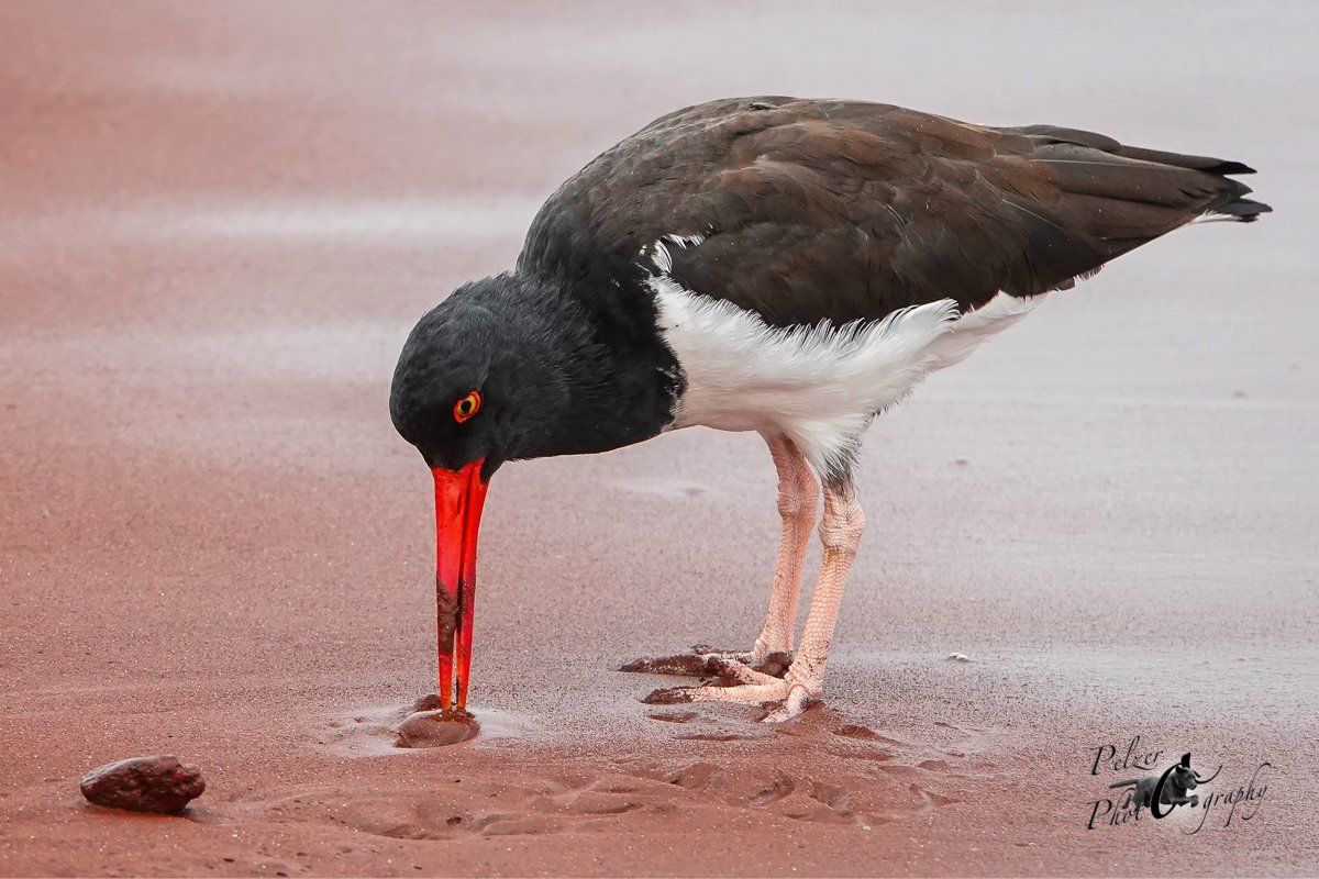 111 Braunmantel-Austernfischer (Haematopus palliatus)