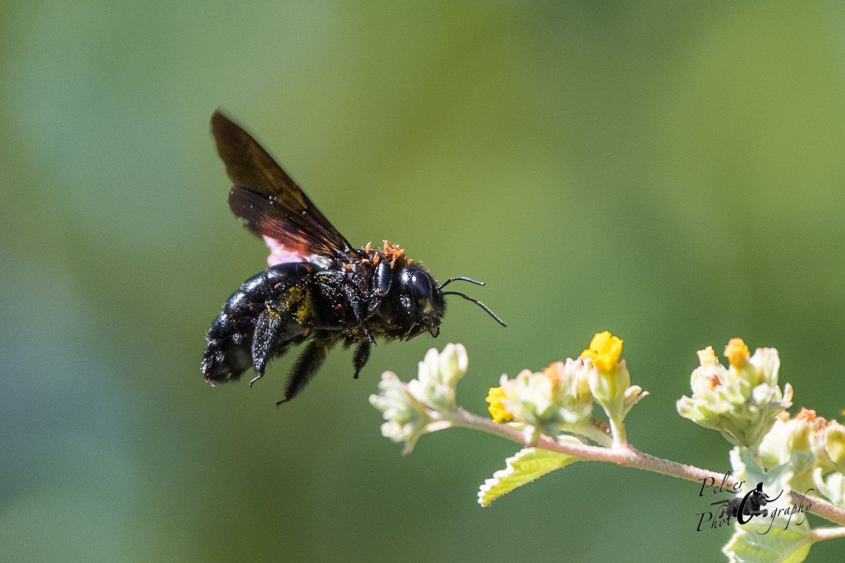 Galápagos-Holzbiene (Xylocopa darwinii)