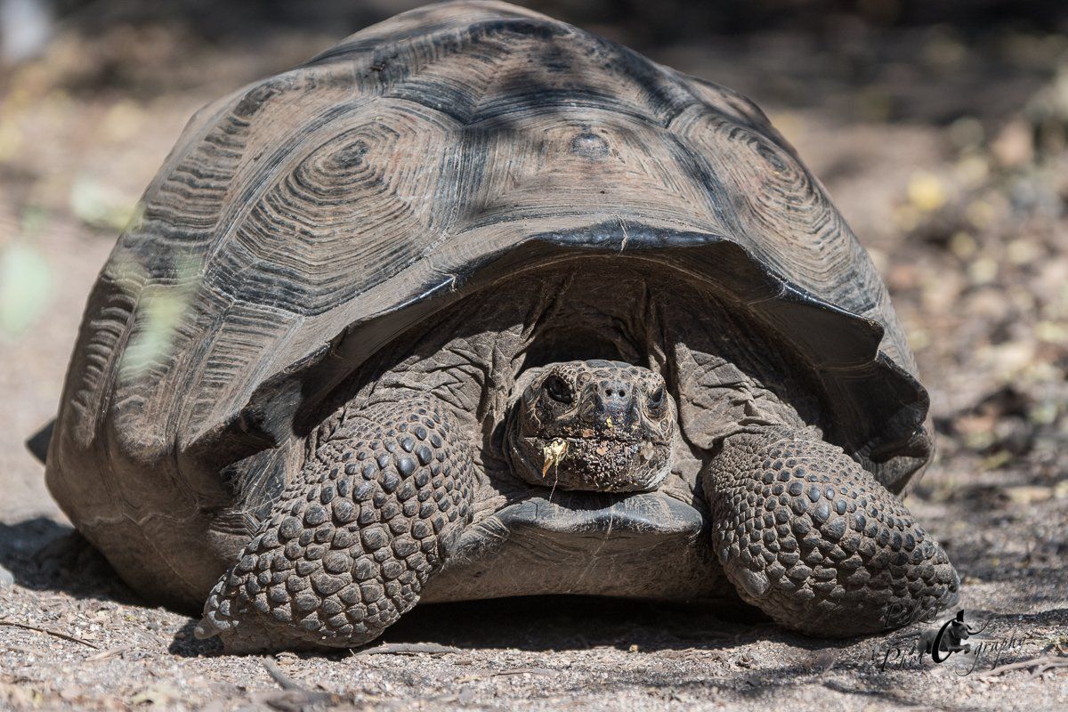 115 Sierra-Negra-Riesenschildkröte (Chelonoidis guntheri)