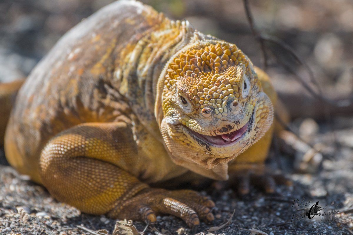 116 Drusenkopf (Conolophus subcristatus)Isabella-UB_5DS9958_07Oct2017
