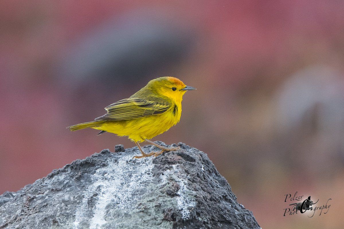 11 Drusenkopf (Conolophus subcristatus)