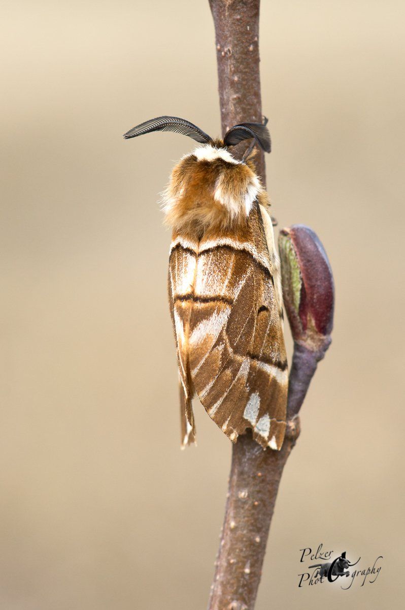 Birkenspinner (Endromis versicolora)