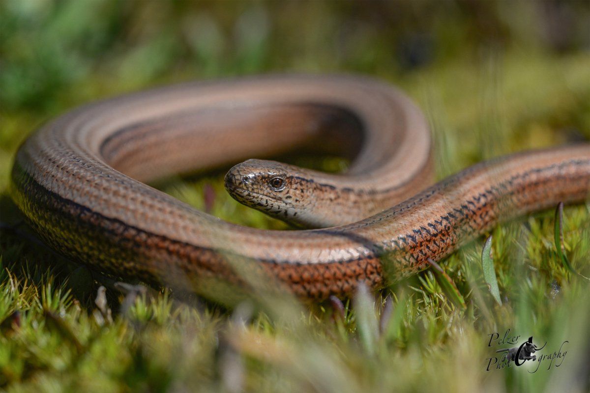 Blindschleiche (Anguis fragilis)