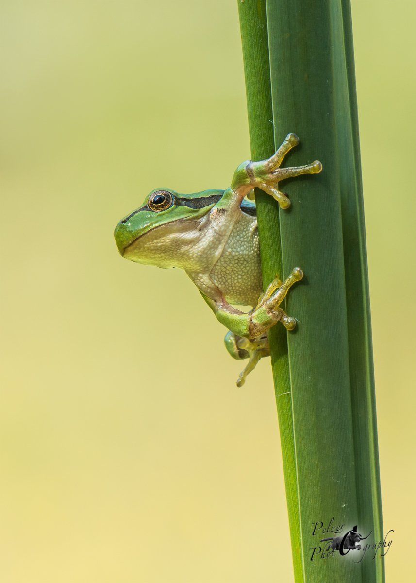 Europäischer Laubfrosch (Hhyla arborea)