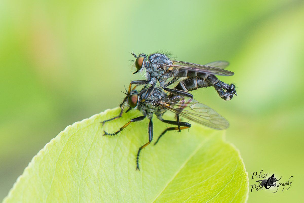 Gemeine Raubfliege (Tolmerus atricapillus)