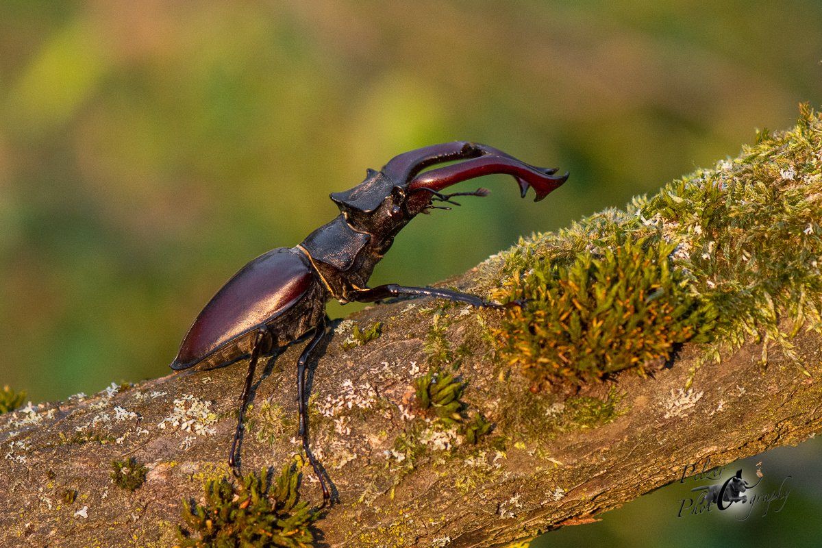 Hirschkäfer (Lucanus cervus)