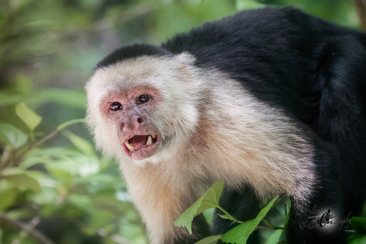 Panama-Kapuzineraffe (Cebus imitator)