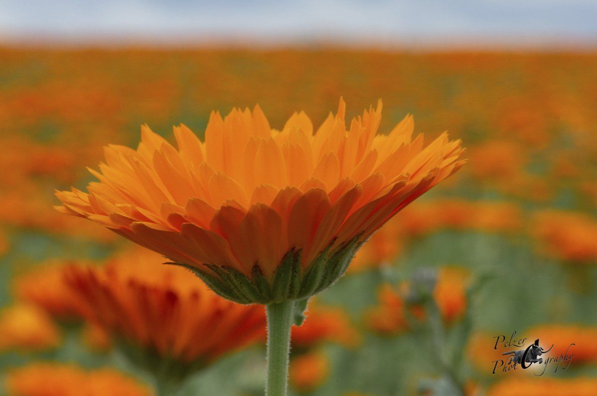 Ringelblume (Calendula officinalis)