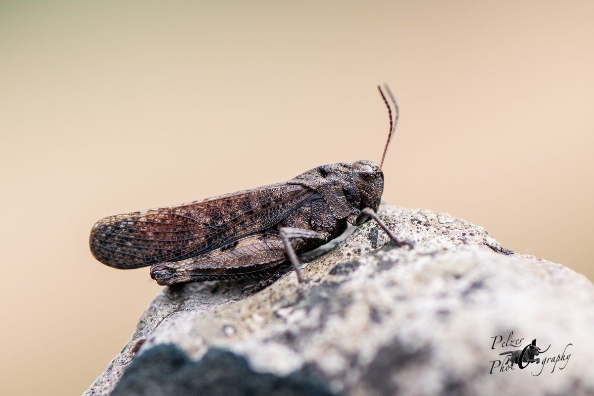 Rotflügelige Schnarrschrecke (Psophus stridulus)