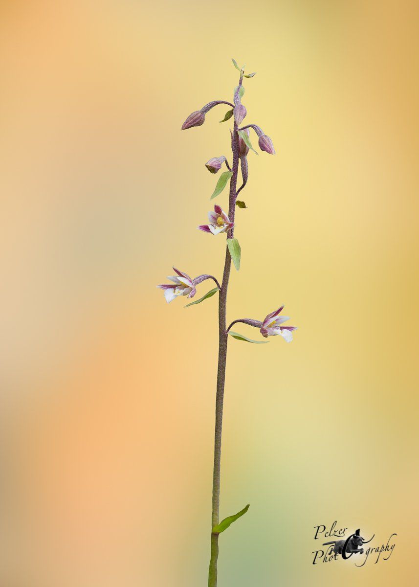 Sumpf-Stendelwurz (Epipactis palustris)