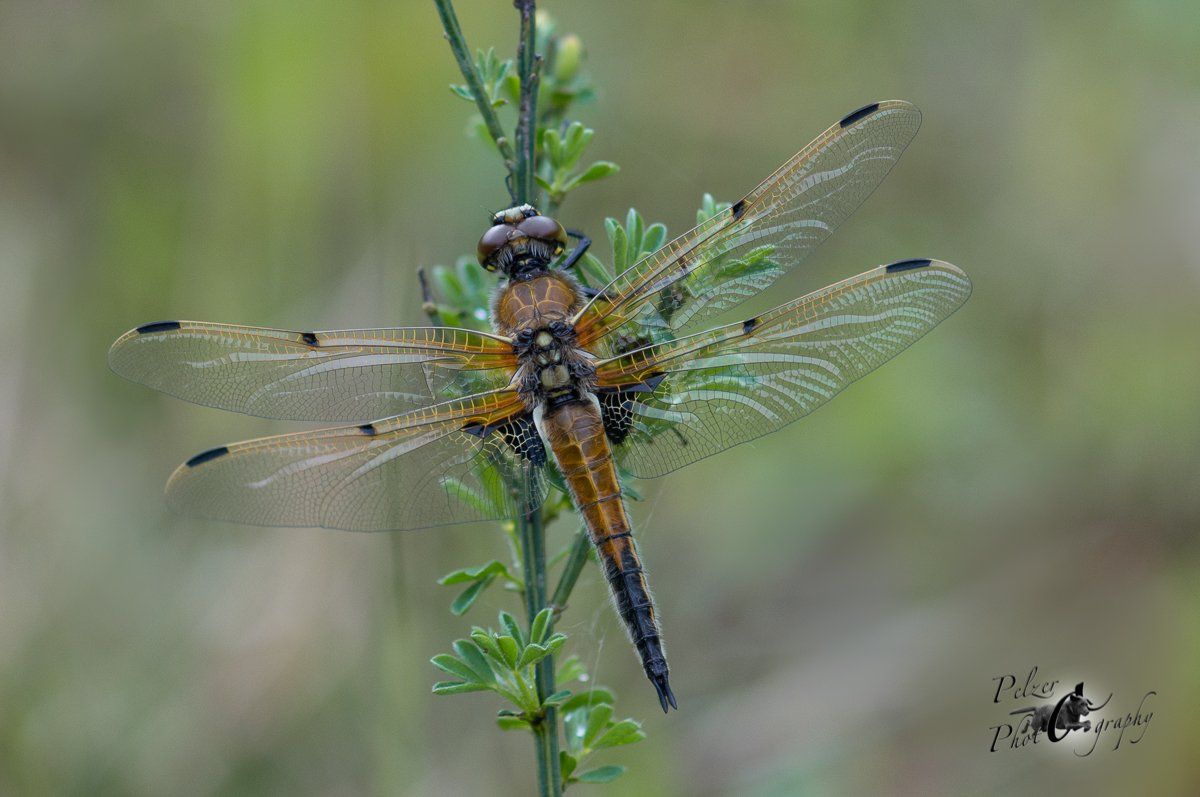 Vierfleck (Libellula quadrimaculata)