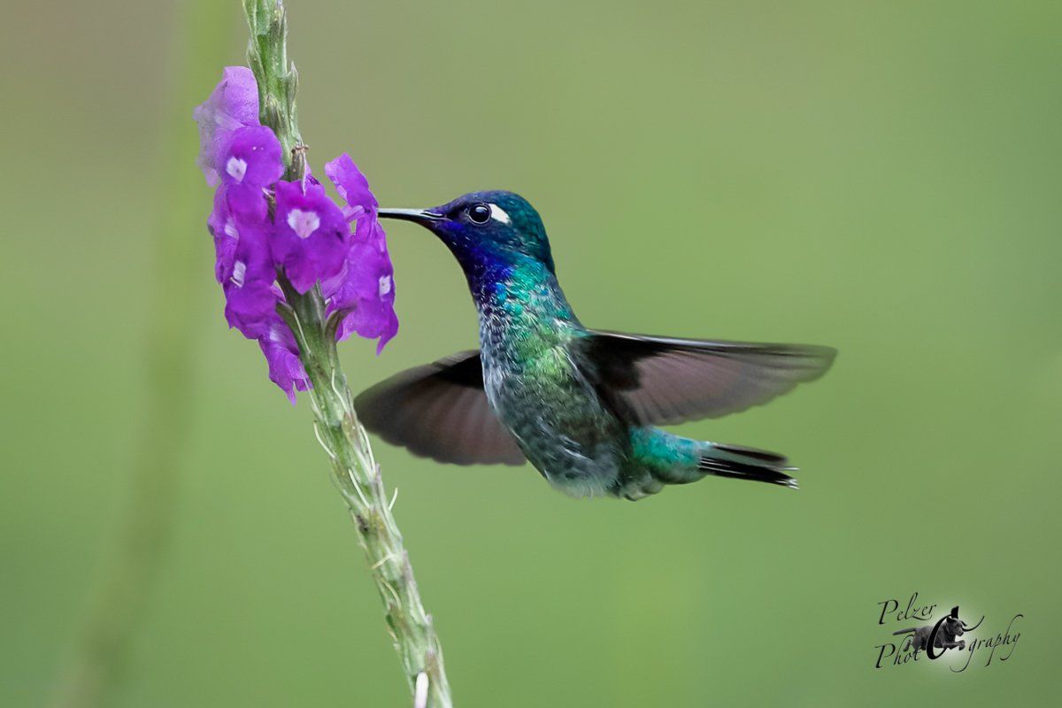 Violettkopfkolibri (Klais guimeti)