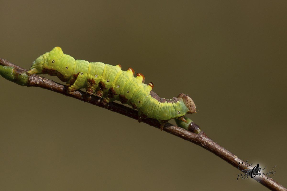 Zahnspinner (Notodontidae)