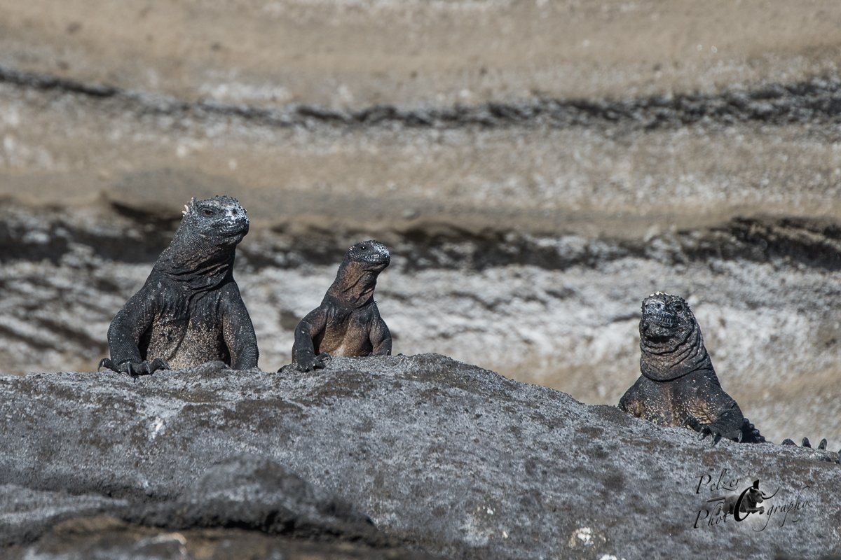 123 Isabela Meerechsen (Amblyrhynchus cristatus albemarlensis)