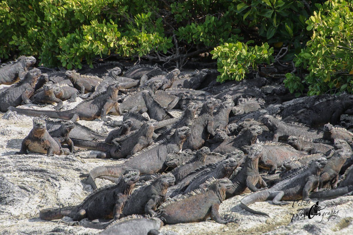 Fernandina Meerechsen (Amblyrhynchus cristatus cristatus)