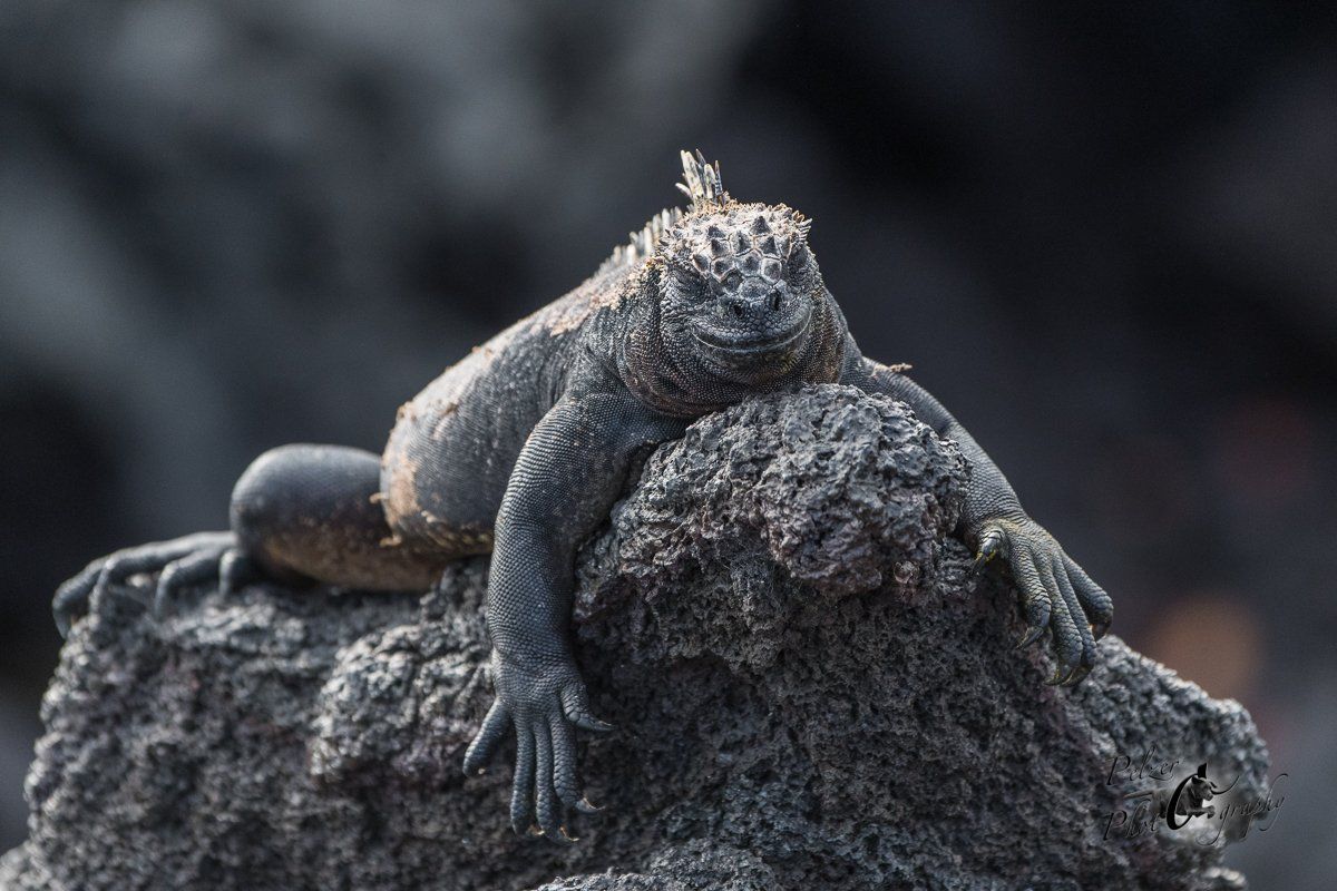 129 Fernandina Meerechse (Amblyrhynchus cristatus cristatus)