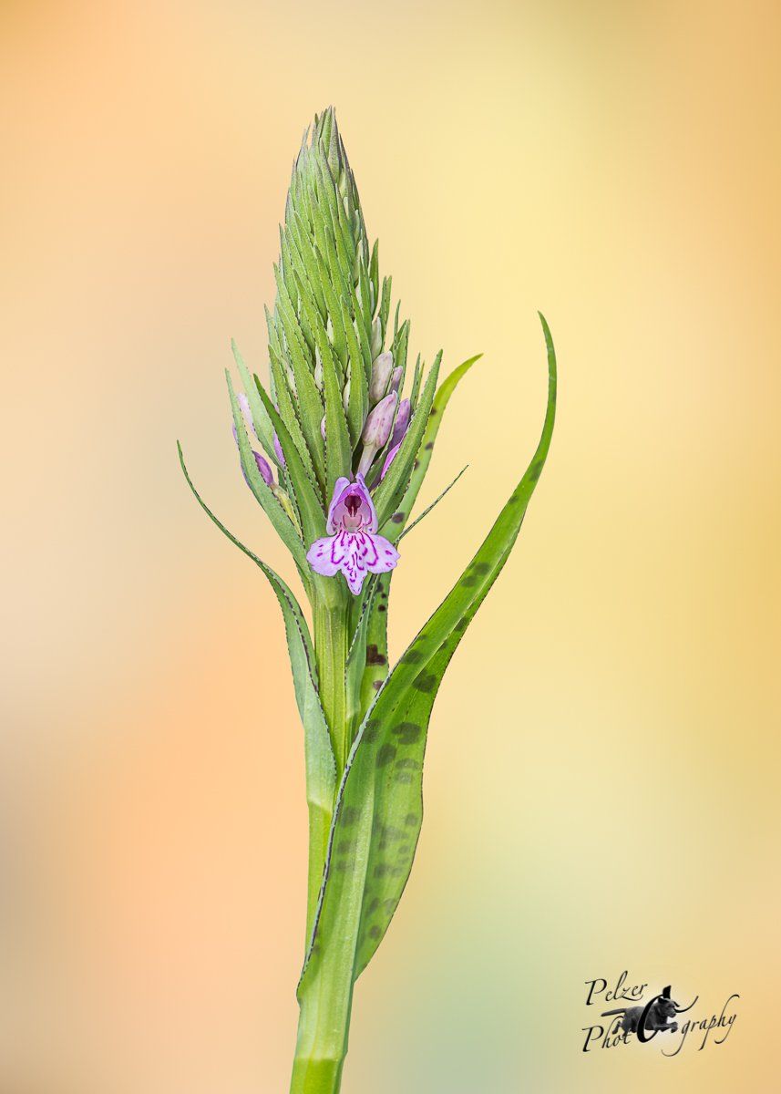 Übersehenes Knabenkraut (Dactylorhiza praetermissa)