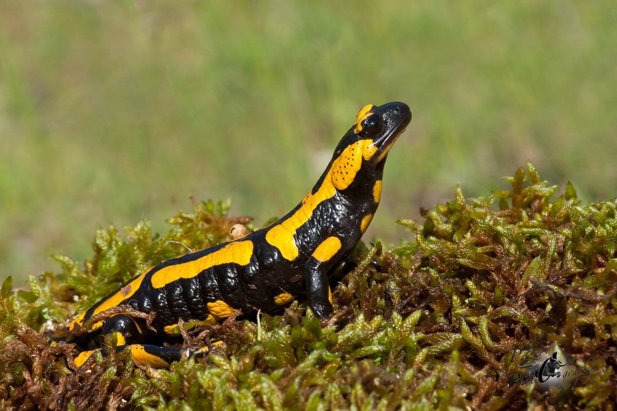 Gebänderter Feuersalamander (Salamandra salamandra terrestris)