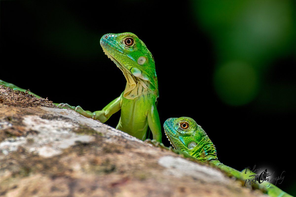 Grüner Leguan (Iguana i. rhinolopha)