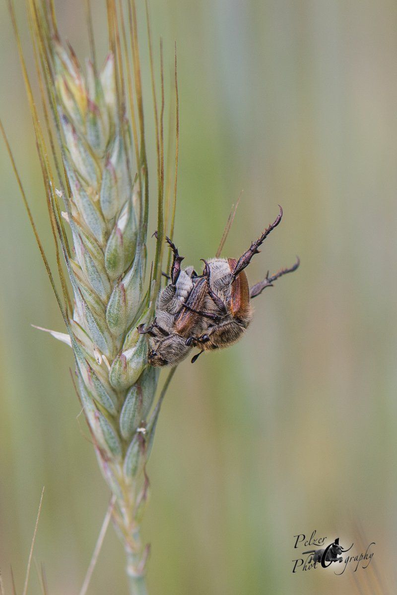 Junikäfer (Amphimallon solstitiale)