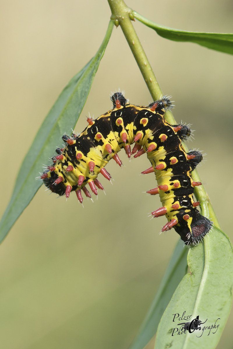 Madagaskar-Kaiser-Spinner (Antherina suraka suraka)