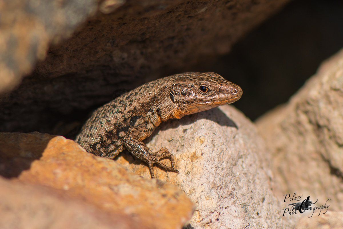 Mauereidechse (Podarcis muralis)