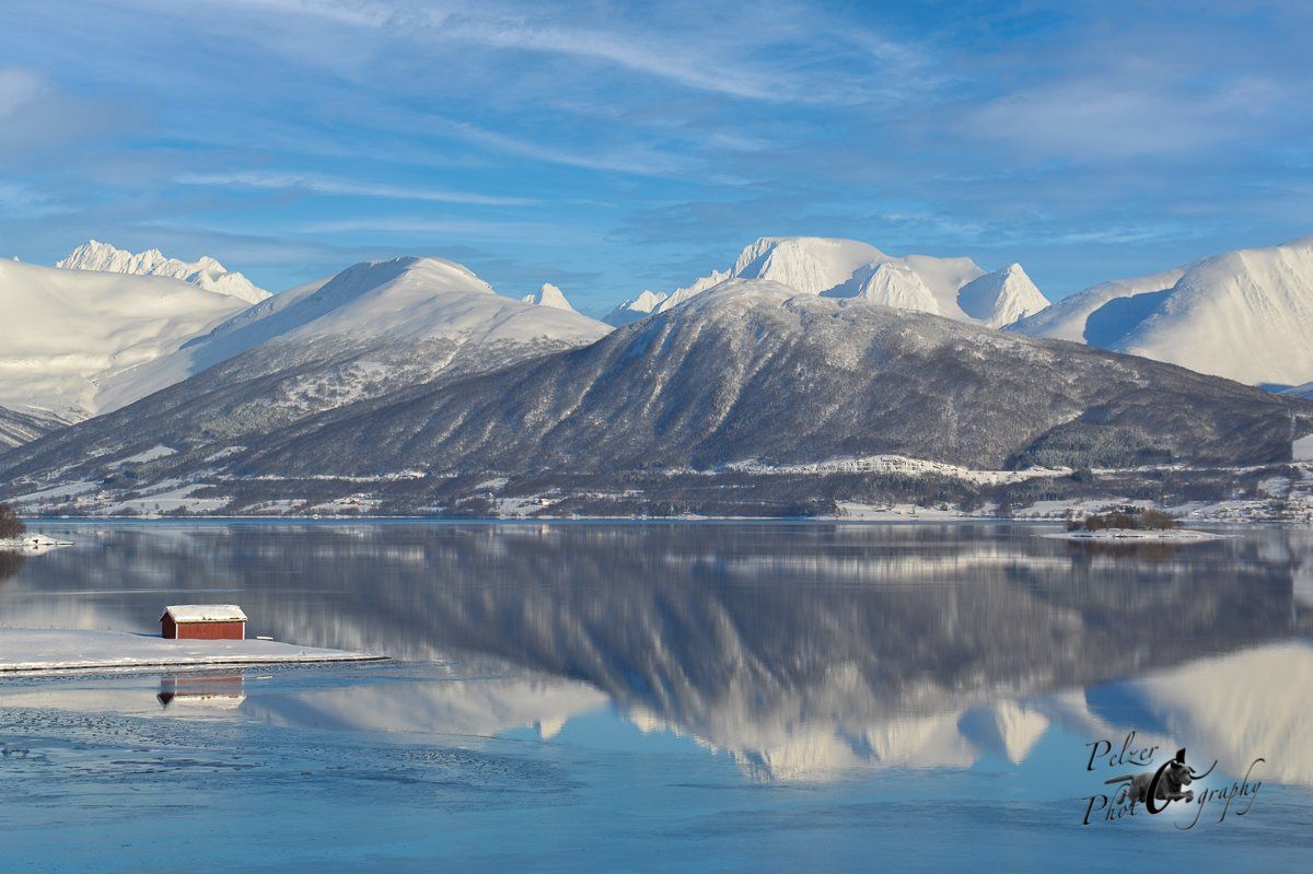 Eurasisches Tundraren (Rangifer t. tarandus)