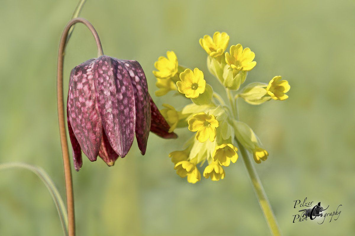 Schachbrettblume (Fritillaria meleagris)