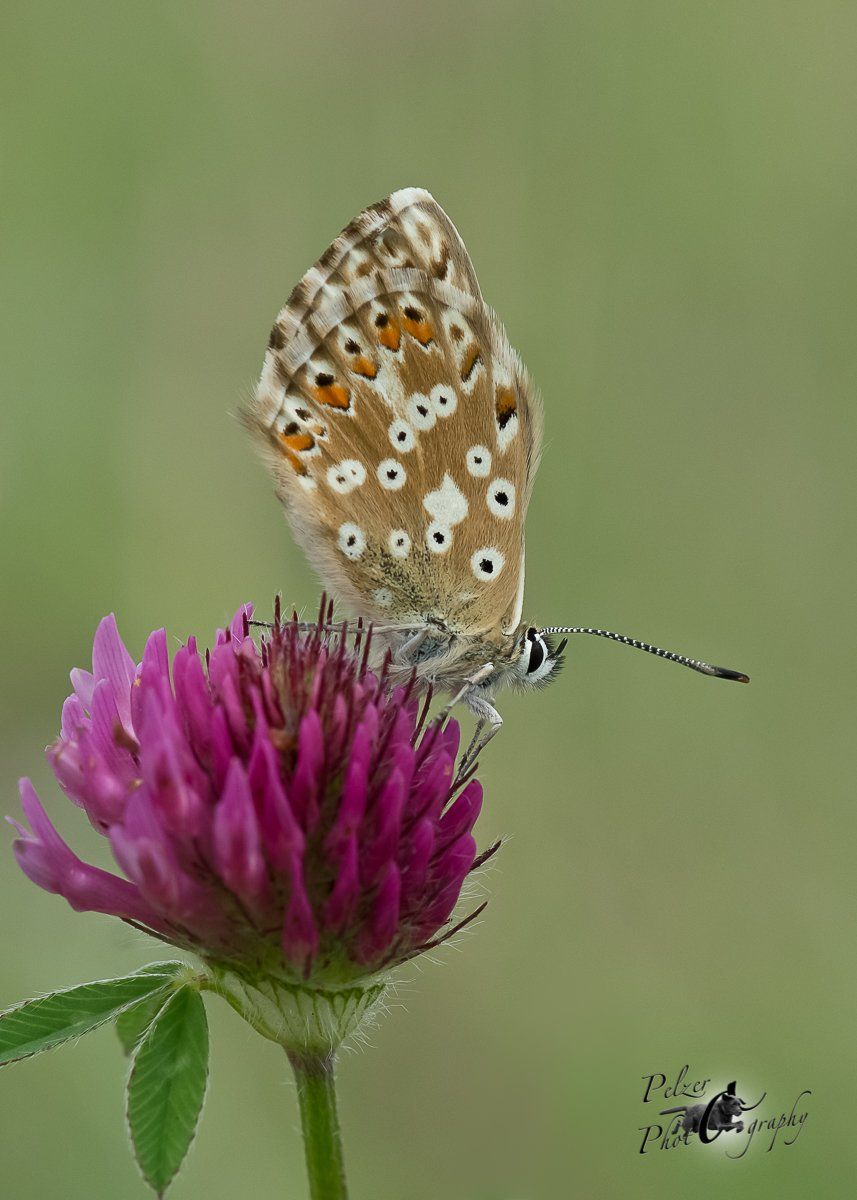Silbergrüner Bläuling (Polyommatus coridon)