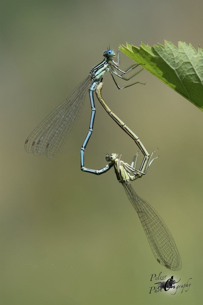 Speer-Azurjungfern (Coenagrion hastulatum)