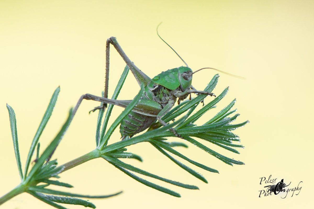 Warzenbeißer (Decticus verrucivorus)