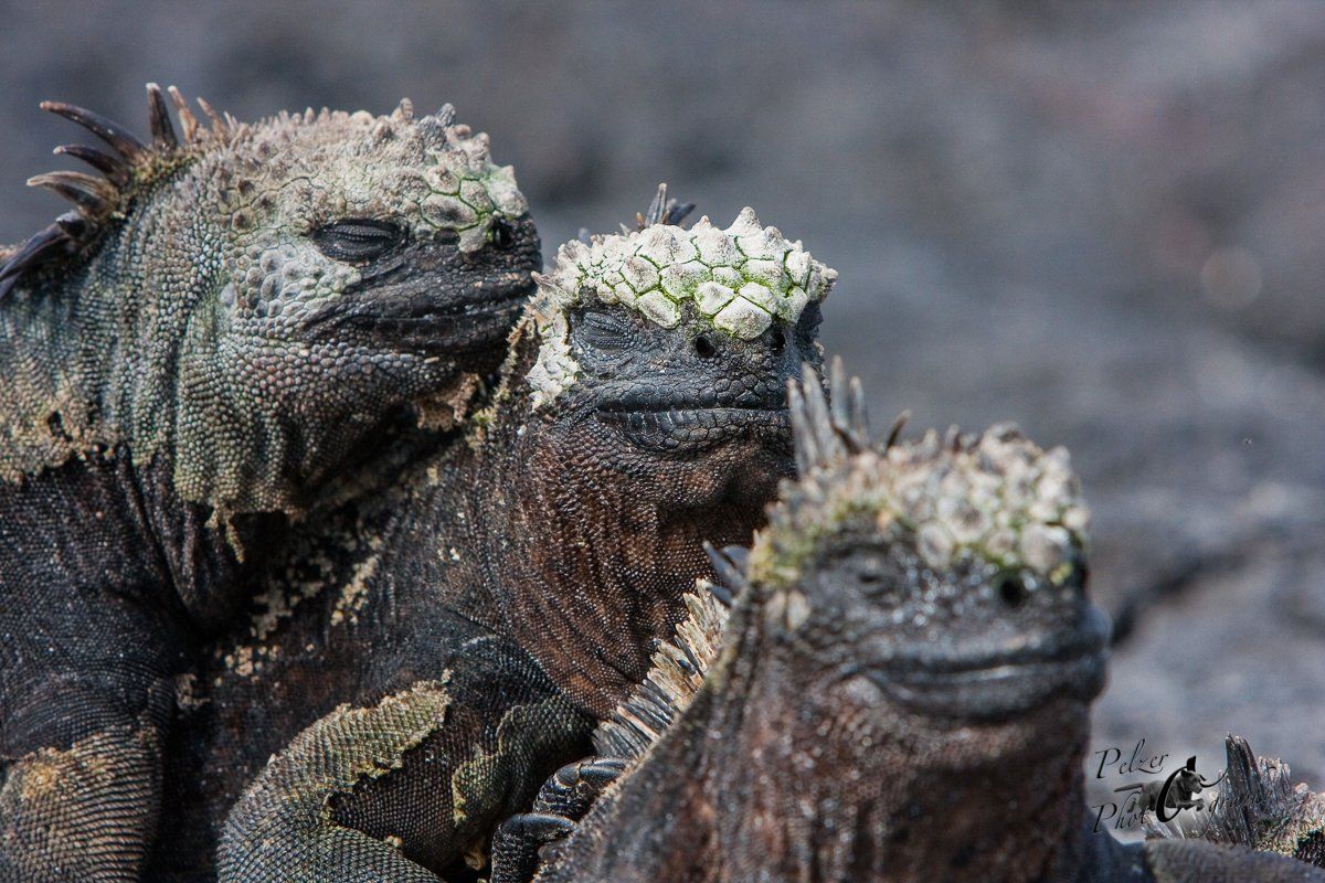 130 Fernandina Meerechsen (Amblyrhynchus cristatus cristatus)