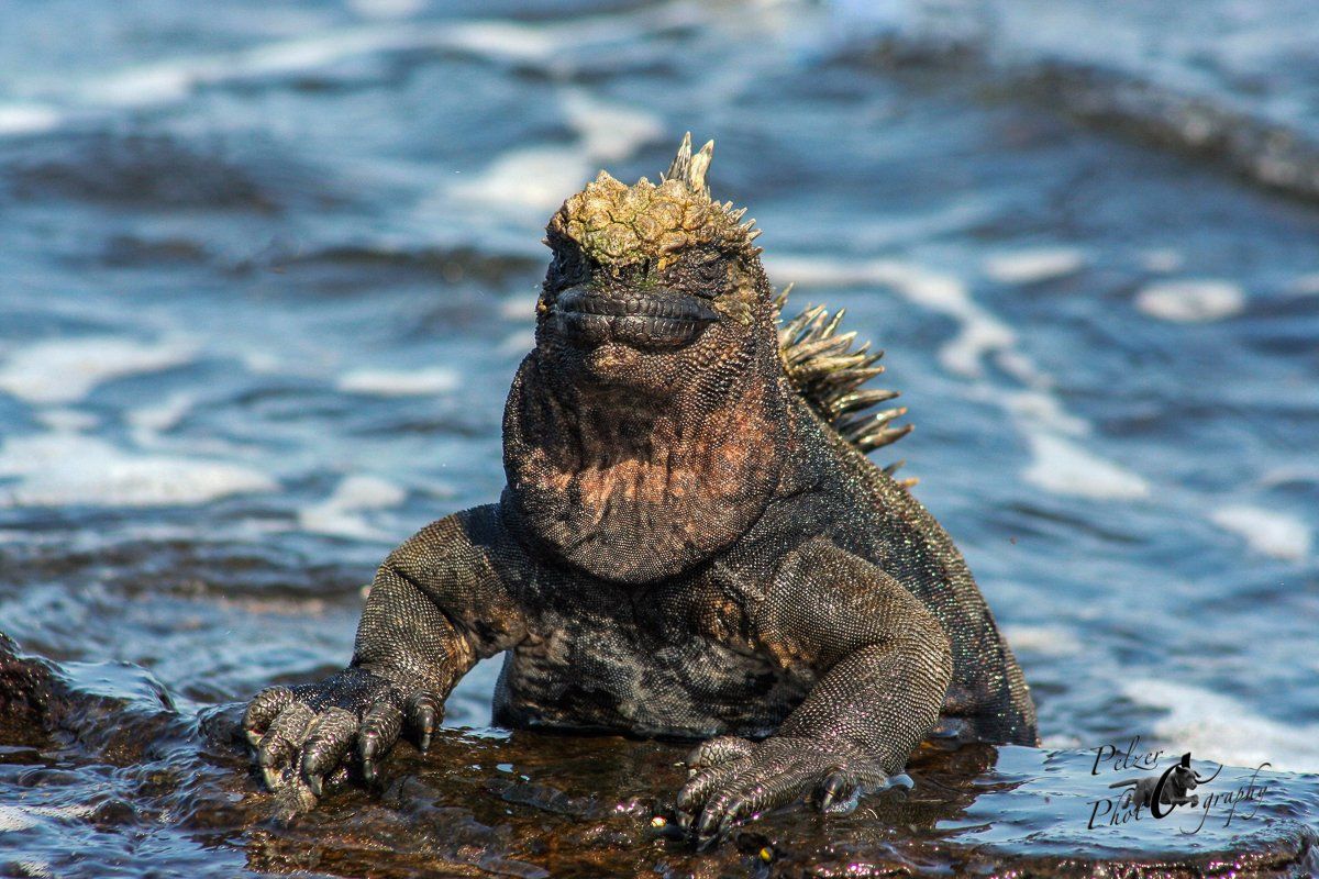 Fernandina Meerechse (Amblyrhynchus cristatus cristatus)