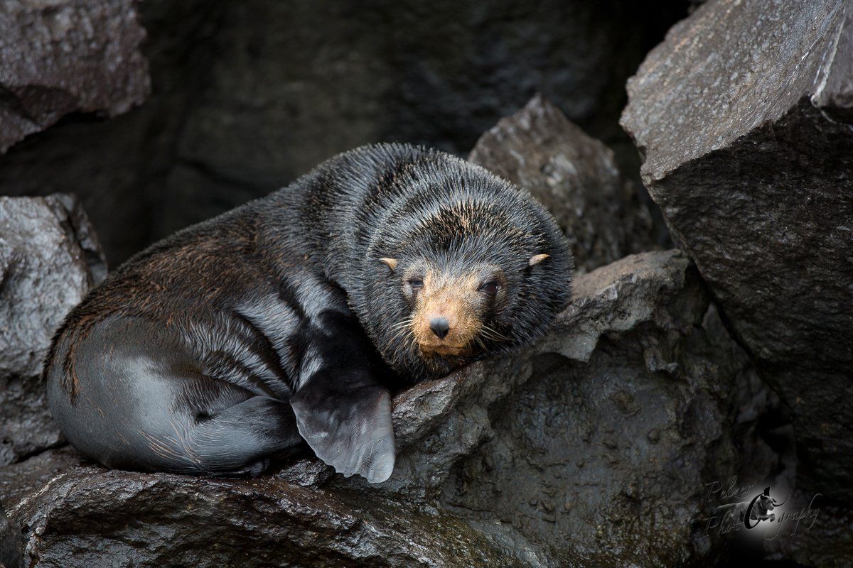 134 Galápagos-Seebär (Arctocephalus galapagoensis)