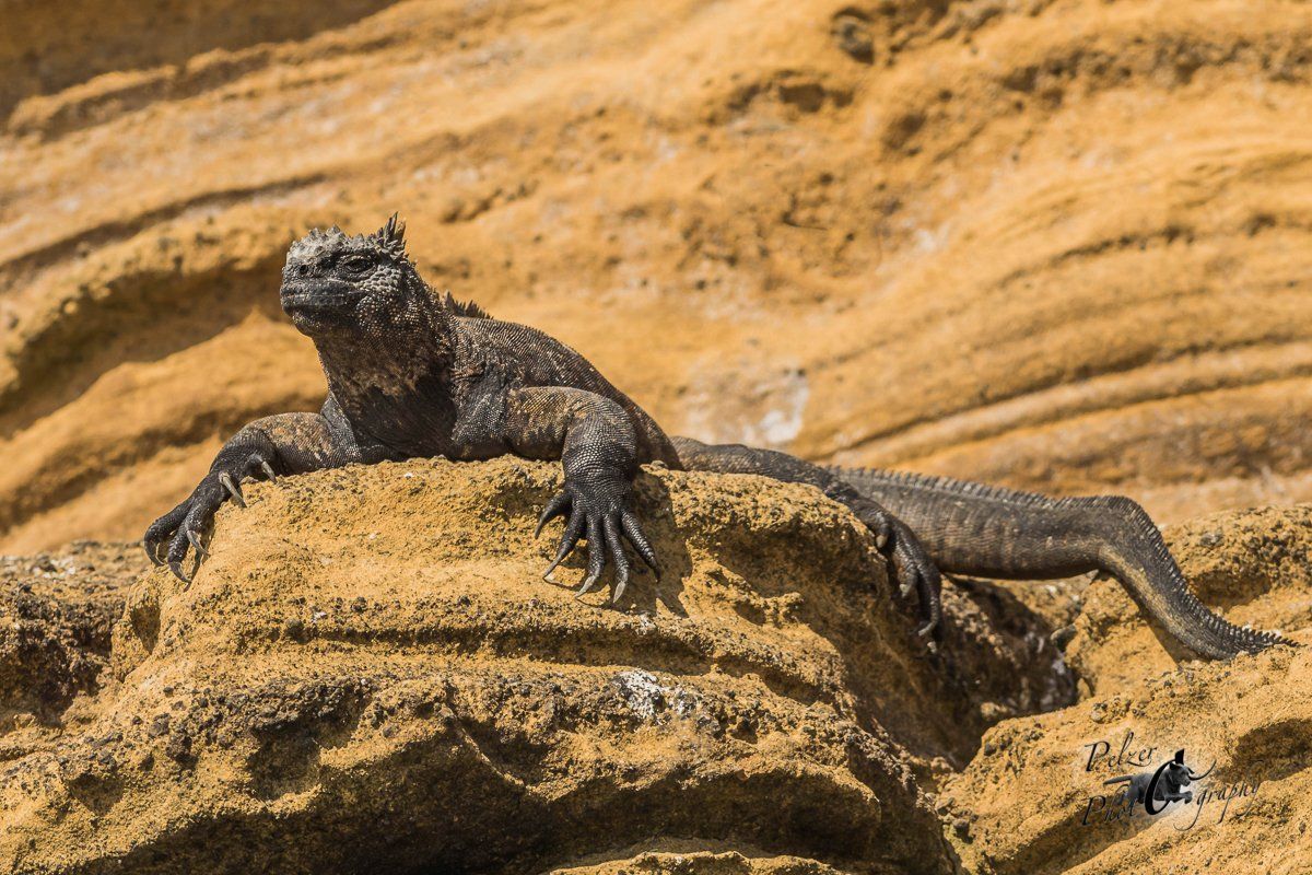 135 Isabela Meerechse (Amblyrhynchus cristatus albemarlensis)