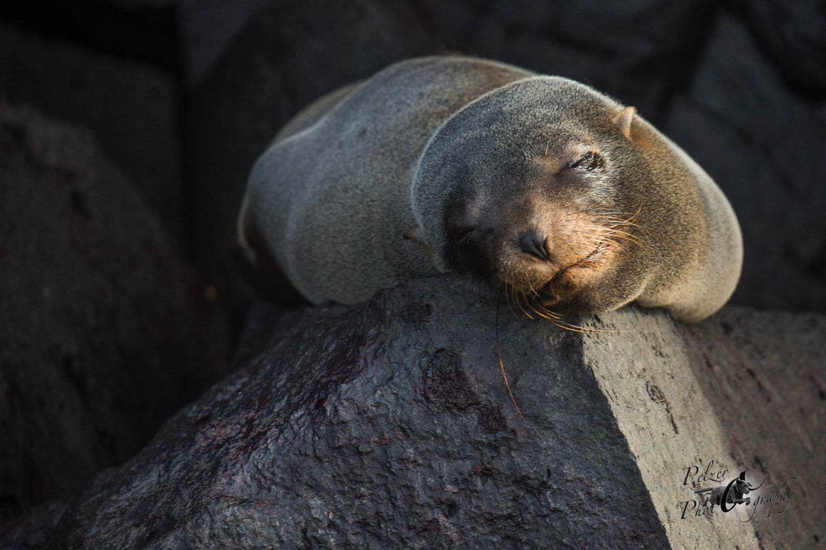136 Galápagos-Seebär (Arctocephalus galapagoensis)
