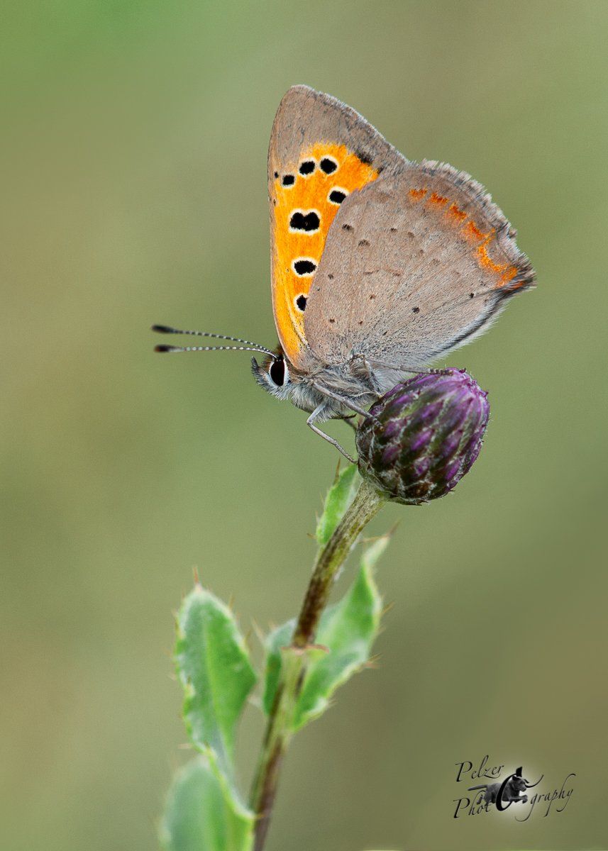 Kleiner Feuerfalter (Lycaena phlaeas)