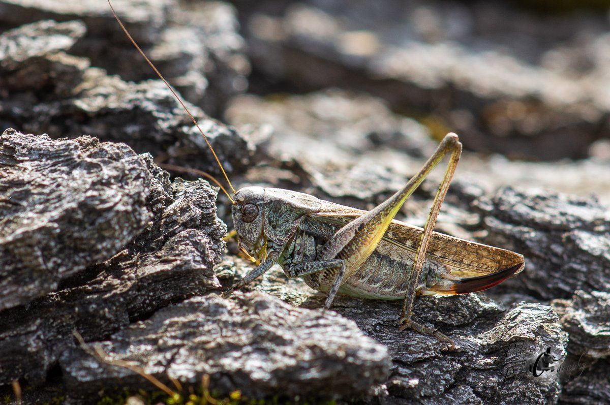 Kurzflüglige Beißschrecke (Metrioptera brachyptera)