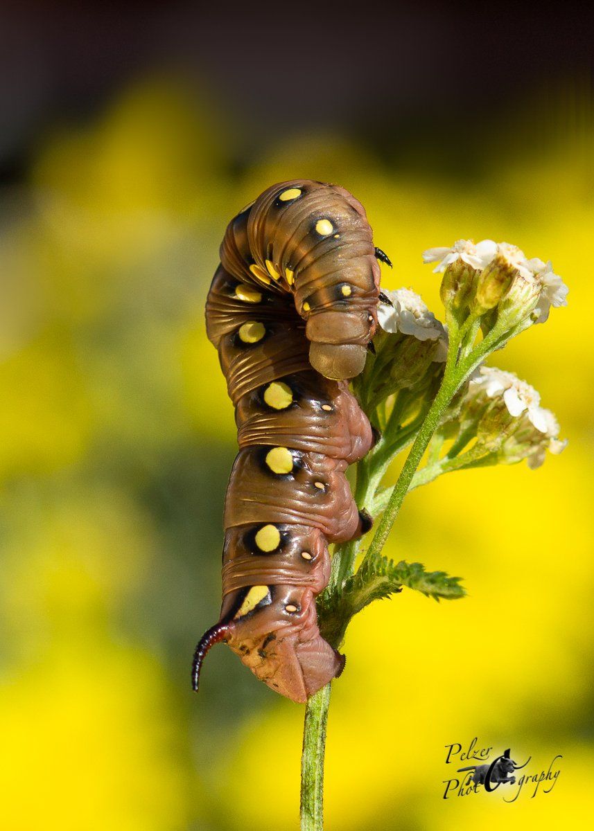 Labkrautschwärmer (Hyles gallii)