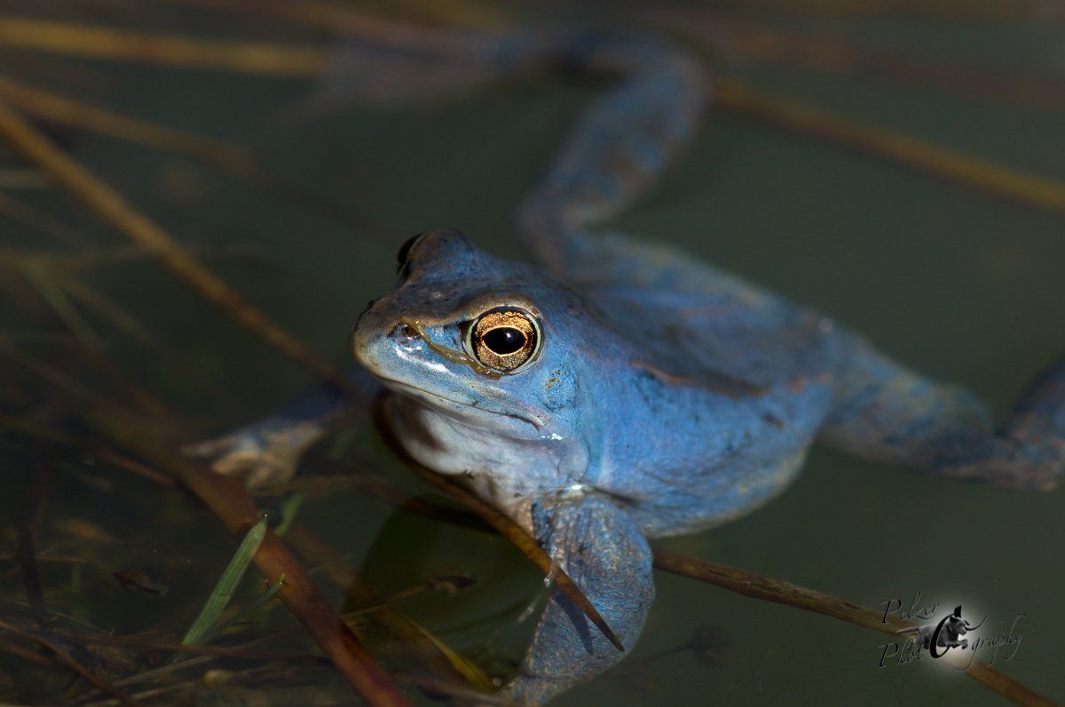 Moorfrosch (Rana arvalis)