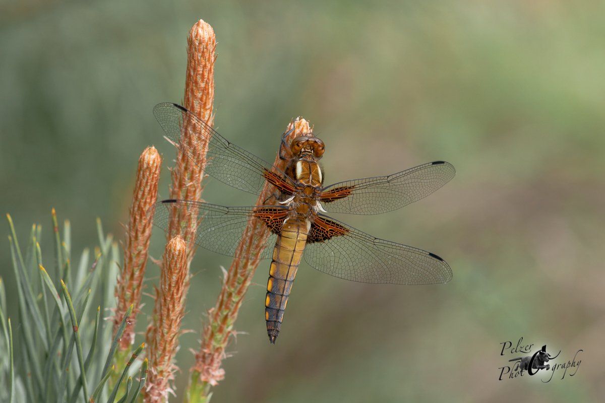 Plattbauch (Libellula depressa)