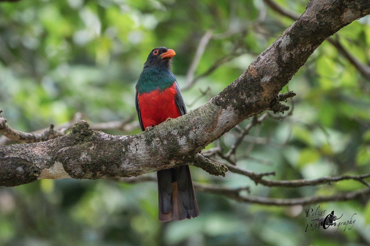 Schieferschwanztrogon (Trogon massena)