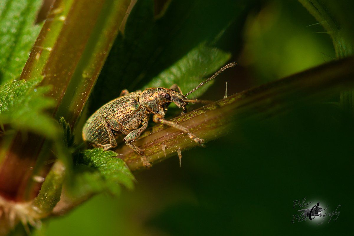 Seidiger Glanzrüssler (Polydrusus formosus)