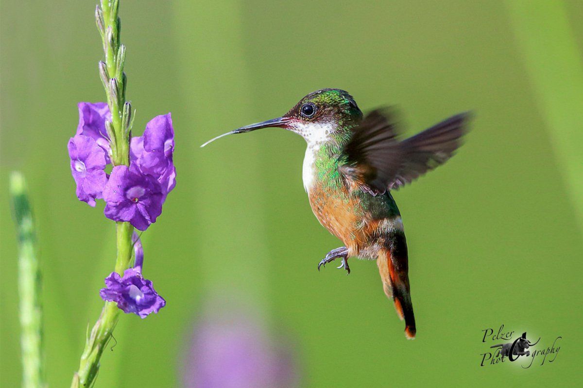 Weißschopfelfe (Lophornis adorabilis)
