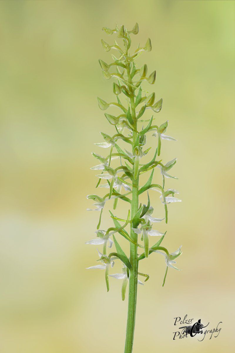 Zweiblättrige Waldhyazinthe (Platanthera bifolia)