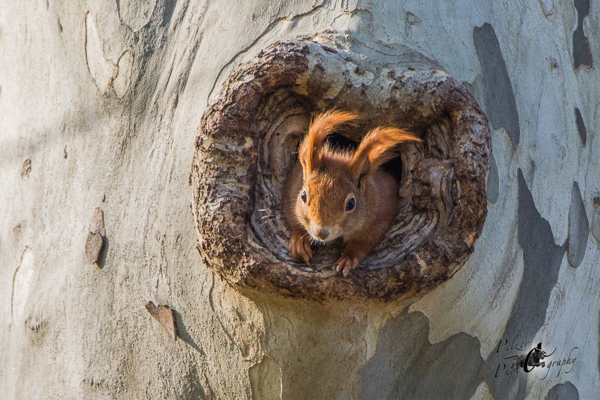Rotes Eichhörnchen in Bäumhöhle