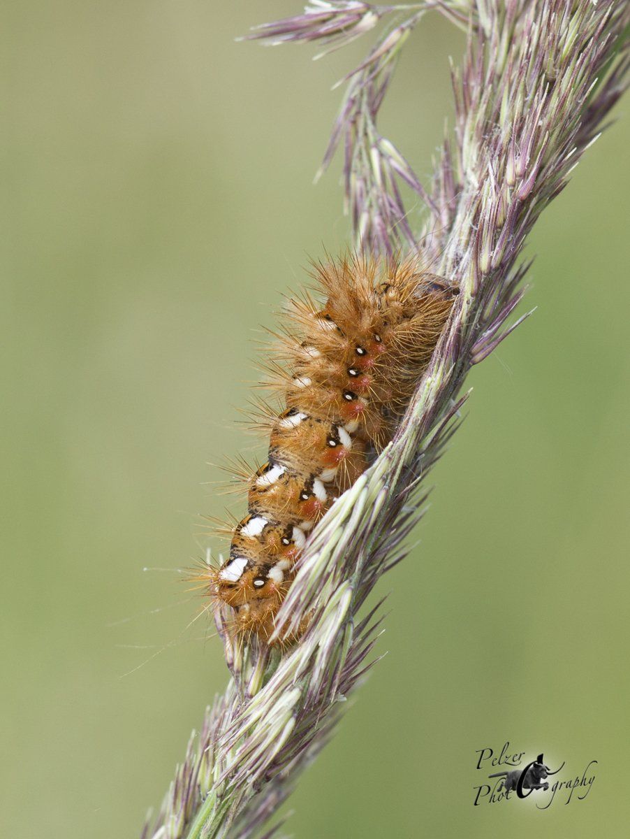 Ampfer-Rindeneule (Acronicta rumicis)