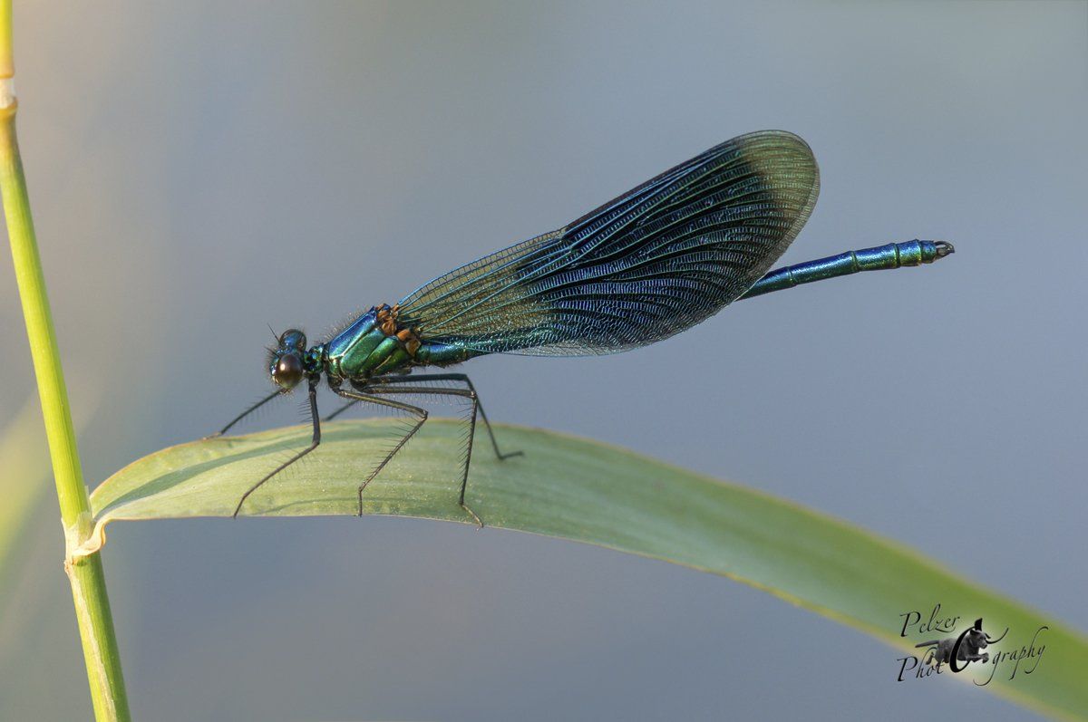 Gebänderte Prachtlibelle (Calopteryx splendens)